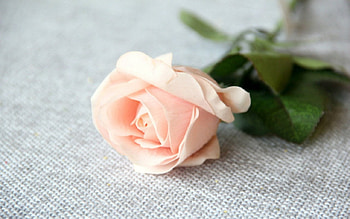 Pink rose, rose, pink, flowers, bud HD wallpaper