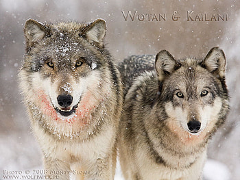 Wolves In Snow, wolves, grey wolves, animals, snow HD wallpaper