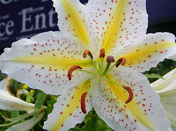 White Lilly, white, lilly, yellow, flower HD wallpaper