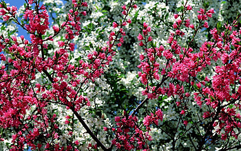 Flowers, Sky, Pink, Branches, Bloom, Flowering, Spring, Mood HD wallpaper
