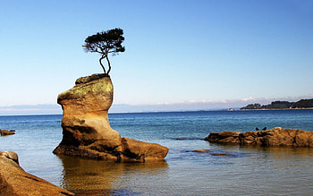 Sea surround tree, sea, nature HD wallpaper