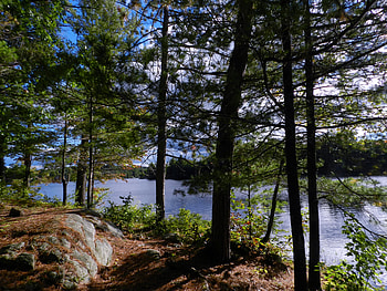 Forest And A Lake, Lake, Nature, graphy, Forest HD wallpaper