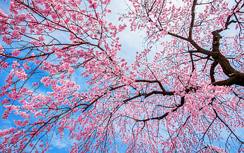 Spring, blue, pink, sakura, flower, primavara, dky, bloom HD wallpaper