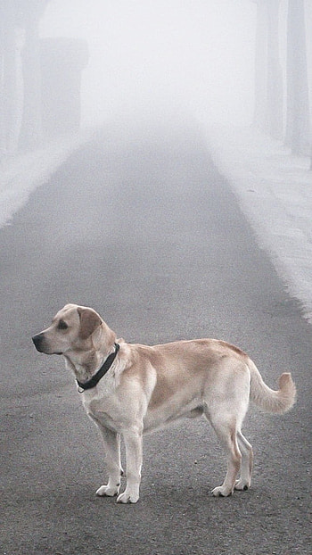 Cat And Dog, Dog, Snow Background, snow, background, road HD phone wallpaper