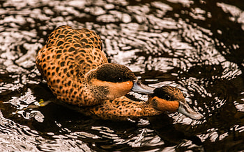 Animals, Birds, Water, Ducks, Couple, Pair, To Swim, Swim HD wallpaper