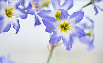 Elegant, blue, flower, spring, macro HD wallpaper