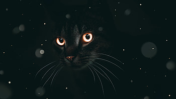 Dark cat, Mysterious and brooding, Shadowy figure, Enigmatic presence HD wallpaper