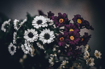 Flowers, Bouquet, Composition HD wallpaper