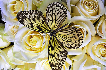 Wonderful Butterfly, graphy, roses, lovely still life, butterflies, love four seasons, white roses, butterfly designs, nature, flowers HD wallpaper