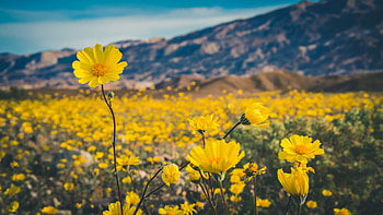 Exploring Death Valley, National park adventure, Outdoor exploration, Desert wilderness HD wallpaper