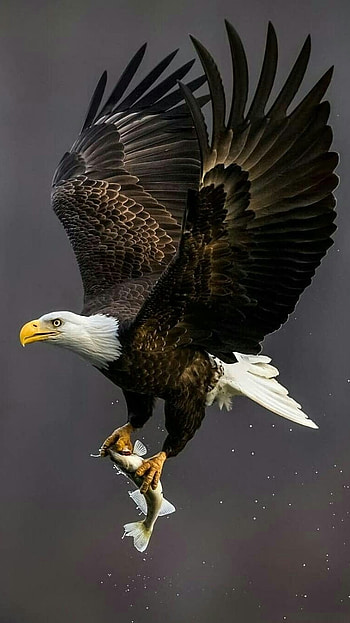 Eagel, Bird, eagle HD phone wallpaper