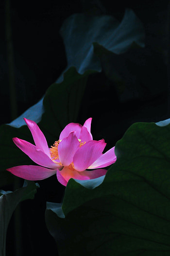 Flowers, Leaves, Lotus, Flower, Petals HD phone wallpaper