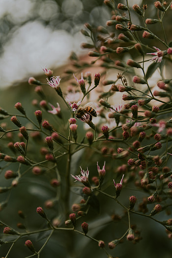 Animals, Flowers, Plant, Insect, Bee HD phone wallpaper