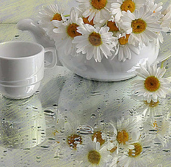 daisies in teapot, still life, flowers, daisies, teapot HD wallpaper