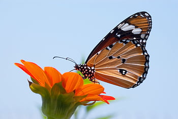 Detailed macro shot of a monarch butterfly perched on a vibrant orange flower. HD wallpaper