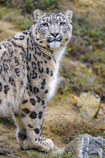 Animals, Snow Leopard, Predator, Sight, Opinion, Animal, Wild HD phone wallpaper