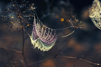Web, Macro, Dark, Branches, Shadow HD wallpaper