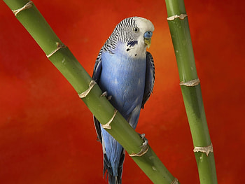 Animals, Birds, Parrots HD wallpaper