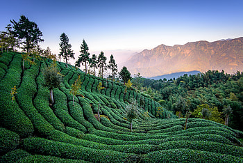 Nature, Trees, Harvest, Taiwan, Tea Field HD wallpaper