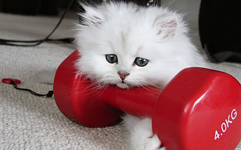 Animals, Cats HD wallpaper