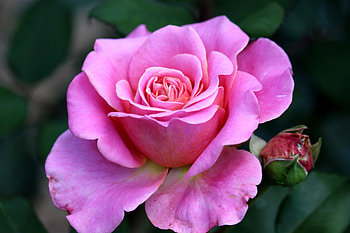 Rose, Macro, Flower, Pink HD wallpaper