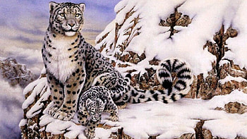 Snow Leapord, PUZZLE, SNOW, LEAPORD, WINTER, CUB HD wallpaper