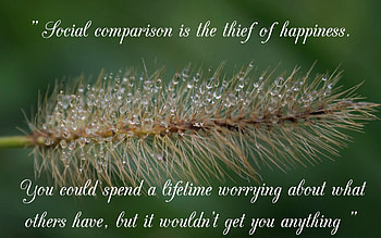 Comparison, Green, Tree, Water Drops, Sayings, Nature, Quotes, Flower, Words HD wallpaper