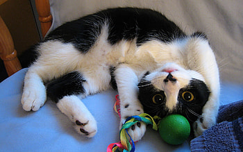Animals, Kitty, Kitten, To Lie Down, Lie, Toy, Playful HD wallpaper