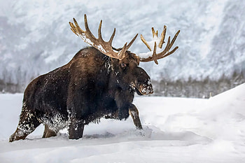 Elk (Animals), Majestic wilderness, Untouched landscapes, Silent strength HD wallpaper
