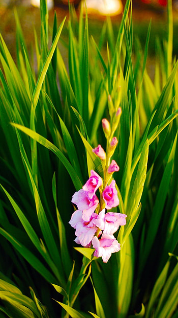 Gladioli, Gladioli Flower HD phone wallpaper