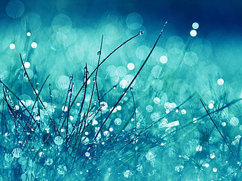 Plants, Grass, Drops HD wallpaper