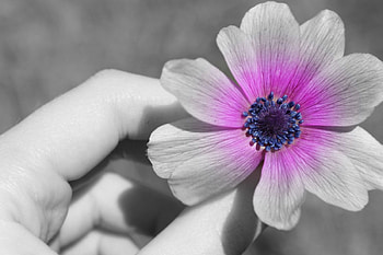 graphy, lost color, hand, flower HD wallpaper