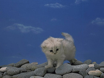 Kitten, cats, kitties HD wallpaper