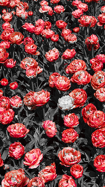 Red flowers, buttercup, garden, plants HD phone wallpaper