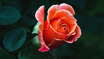 Pink Rose, garden, flower, petals, blossom HD wallpaper