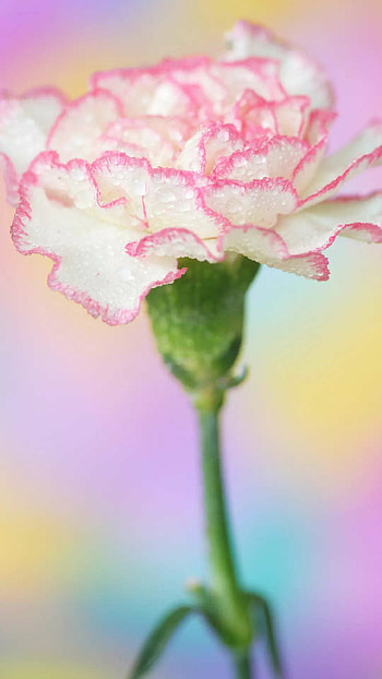 Birth flower, Story, Times of India HD phone wallpaper
