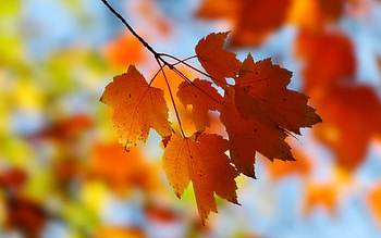 Plants, Leaves HD wallpaper