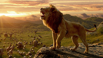 The Lion King, Lions HD wallpaper