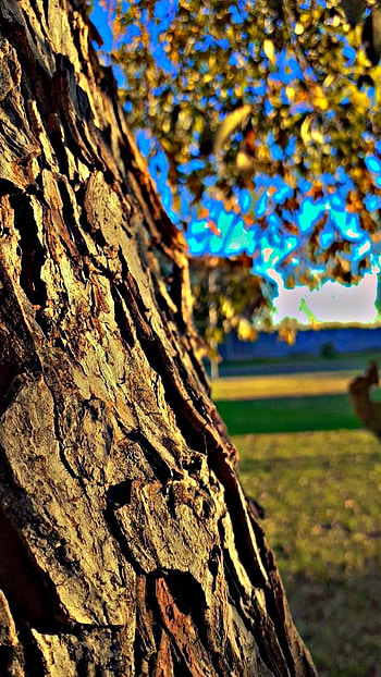 Paisaje, arbol HD phone wallpaper