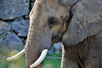 Elephant, muzzle, domestic, big animal HD wallpaper