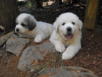 ღ❤ღ, dog, animal, cute, beautiful HD wallpaper