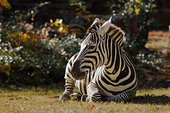 with zebra backgrounds, High-definition , Striking zebra visuals, Aesthetic HD wallpaper