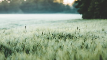 Tranquil view of a lush wheat field with soft morning light and a foggy background. HD wallpaper