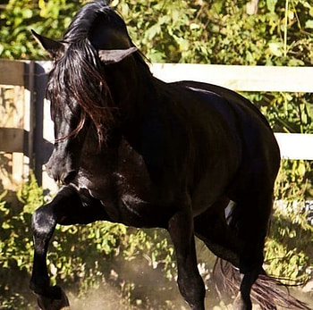 Rebel, spanish, andalusian, horses, black HD wallpaper