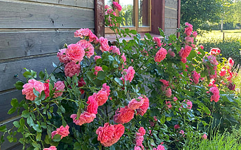 Roses by Window, Latvia, window, roses, house, pink HD wallpaper