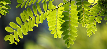 Acacia tree care, Shade giving, Pruning techniques, Towering beauty HD wallpaper
