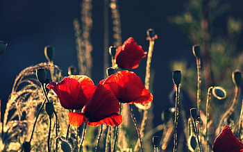 Flowers, Poppies, Night, Summer, Boxes HD wallpaper