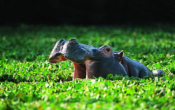Hippo , Magnificent , Wildlife wonders, Nature's marvels HD wallpaper