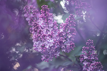Vibrant Lilac Blossoms: Stunning Nature, nature, lilac HD wallpaper