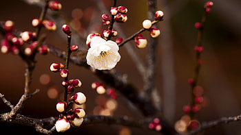 White Flower, white, flowers HD wallpaper